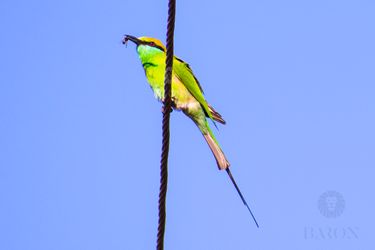 Green bee eater 1