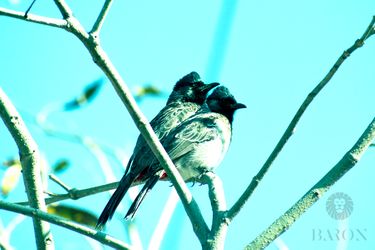 Red-vented bulbul 1